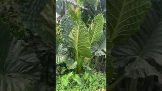 Indian Taro / Colocasia gigantea or Elephant ear plant