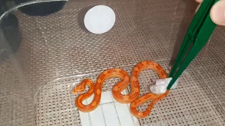 Corn snake feeding. Hyperlapse