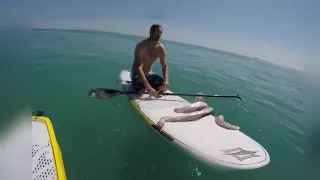 Giant Squid Attack Surf Board