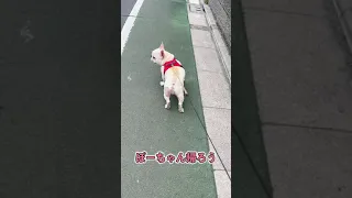 ほらほら恥ずかしいから...ww #shorts 【フレンチブルドッグ frenchbulldog】