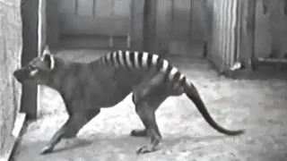 Vídeos Raros De Animales Extintos