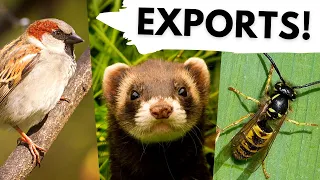 10 British animals that are INVASIVE ALIENS around the world!