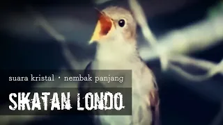 Burung SIKATAN LONDO Nembak Panjang Suara Kristal !!