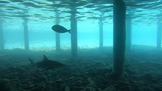 Black Tip Reef Shark at Sun Island Resort, Maldives