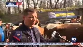 Ляшко привів корів під Кабмін