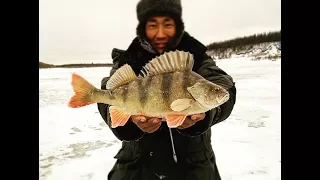 Morning biting of perch Yakutia Russia Fishing eng subs