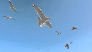 Seagulls In Flight. 1080HD