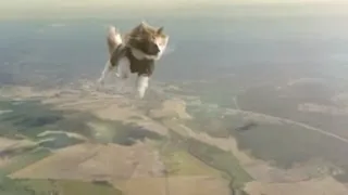 Коты на парашютах. Супер коты на супер парашютах!!!
