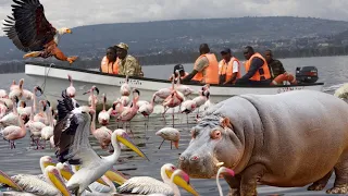 Spectacular Safari: Cruising Lake Nakuru's Hippo Census Adventure with Kenya's Wildlife Experts!