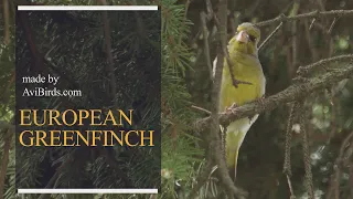 European Greenfinch [Chloris Chloris]