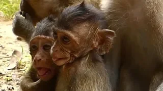 WORRY Lost Weight Orphan Carlino &Copper Baby | Hungry No Milk | Copper Got Slapping | Monkey Crying