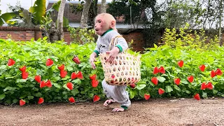 Super monkey Bibi harvests strawberries to surprise Mom!