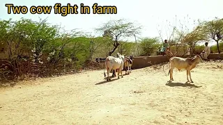 Two cow fighting video clips 📸/please subscribe 💞/cow mating / cow meeting/ viral