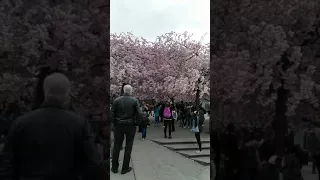 Cherry Blossom in Kungsträdgården Stockholm Sweden 2018