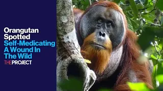 Orangutan Spotted Self-Medicating A Wound In The Wild