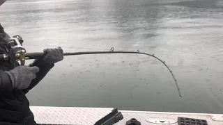 Sturgeon fishing the mighty Columbia river.