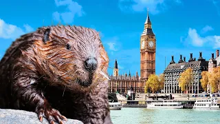 Beavers will Transform London - here's how