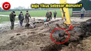 Ditemukan Kerajaan Tikus Terbesar Di Dunia, Ternyata Didalamnya Terdapat Jutaan Tikus Bersarang