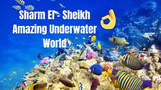 RAS MOHAMED NATURAL RESERVE: Unforgettable Diving & Snorkeling Experience | Sharm El Sheikh Red Sea