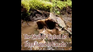 Bigfoot skull found in canada | UNUSUAL COMMENTS