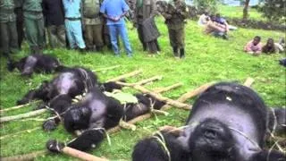 How to Save the Gorillas