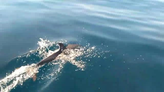 Port Aransas Dolphins