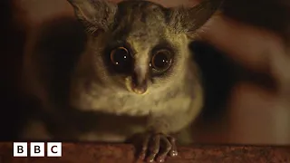 Bushbabies battle over a banana 🍌 | Big Little Journeys - BBC