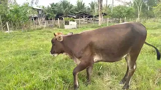 Vida en el Campo Honduras