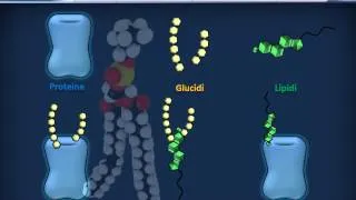 Citologia 02 - Nozioni di Biochimica