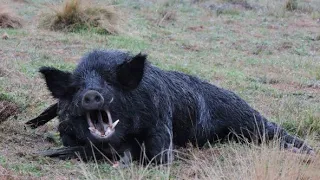 BOWHUNTING RUTTING PIGS AUSTRALIA || JE BOWHUNTING