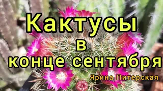 Кактусы в конце сентября Цветение эхинопсиса.