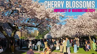 UW Cherry Blossoms in Seattle 2024 - University of Washington First Day of Spring! Drone/Interviews!