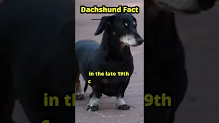 Dachshund Fact 16