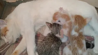 Newborn Kitten Fighting With Adopted Siblings For Mother Feed And Covering His Area