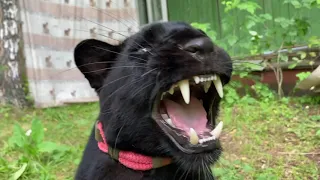 (Eng subs) Luna the panther takes a shower 🚿  💦 / 🐆 the leopard hisses and is indignant