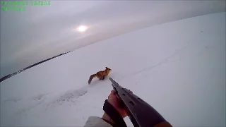 Охота на Лиса Fox Hunt