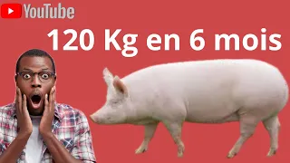 Comment avoir des porcs de 120 Kg en seulement 6 mois