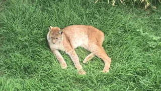 Рысь во всей красе! Тайган. Beauty Lynx. Taigan. Crimea