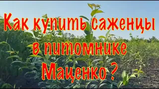 Как купить саженцы в питомнике Маценко ?