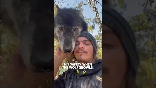 This man is best friends with wolves 😱 @Liondad_1987