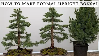 Making Formal Upright Bonsai from Alberta Spruce