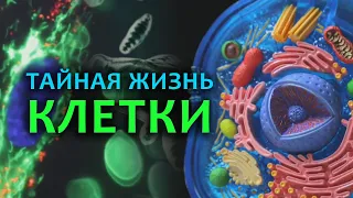 Тайная жизнь клетки. СТРОЕНИЕ КЛЕТКИ. Как устроена клетка человека.