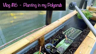 Planting in my Polycrub (heavy duty polytunnel)