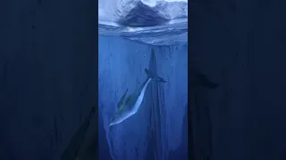 звук  кита 🐳 🐳 🐳