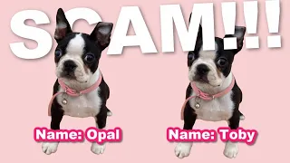 How To Spot A Boston Terrier Puppy Scam! Dog Scams 101