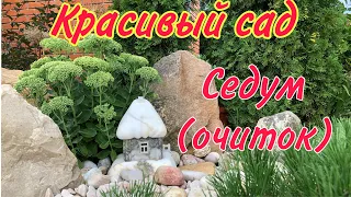 Красавец СЕДУМ. один из ЛУЧШИХ вариантов для КРАСИВОГО цветника.#седум#очитоквидный#красивыйсад#дача