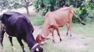 Incredible Traditional Village Life Pakistan | Wheat Havy :|old culture of Punjab