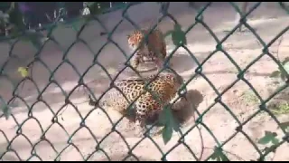 Tiger Vs Tiger at Zoo