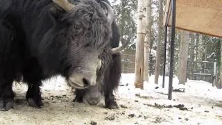 Alaska Zoo Yaks