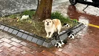 "Please, my cubs is dying", she cried loudly in the heavy rain watching her pups shivering from cold